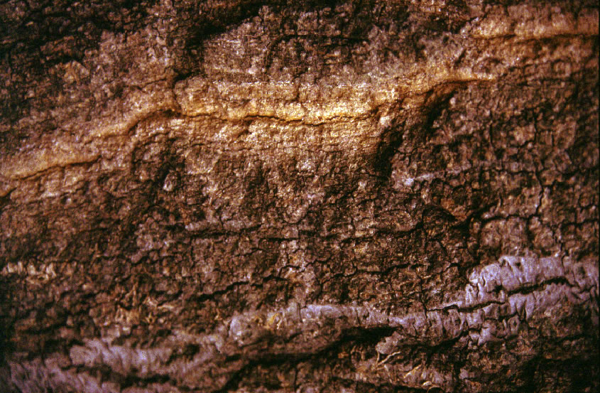 Image of a closeup of tree bark.